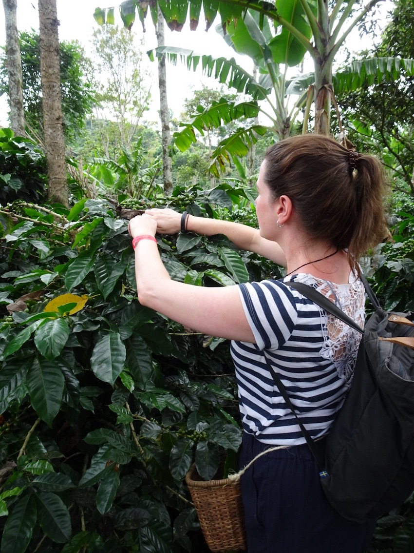 woman on honeymoon in Colombia, picking leaves