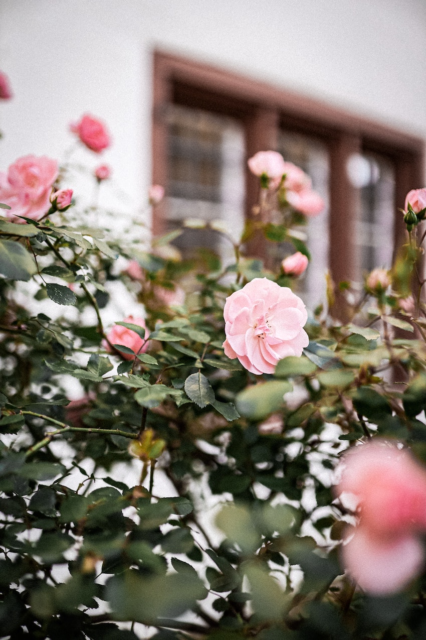 roses with windows of house in background