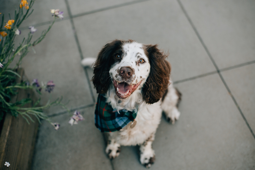 Best Dog of Laura and Chris - sustainable wedding at Ecology Centre Kinghorn Fife